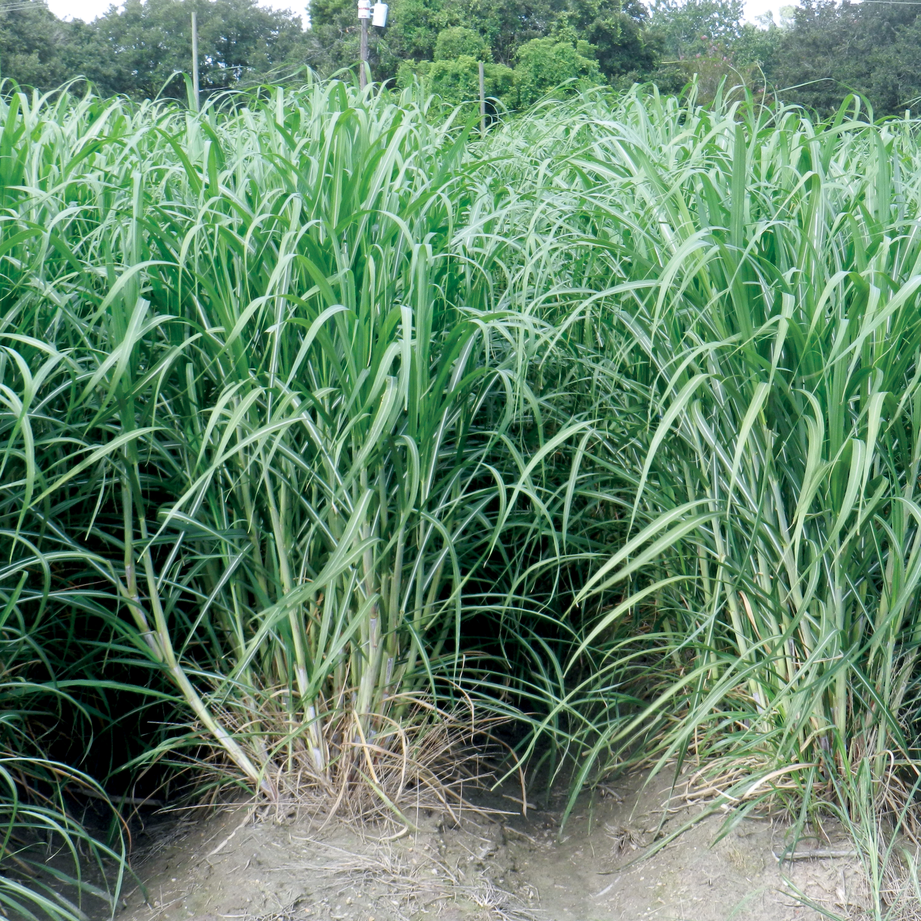 Distinguishing characteristics – Rolling, drooping canopy that shades the row better than L 01-299. Leaves are wider and greener than L 01-299. Dewlap of L 01-299 is darker than L 11-183.